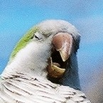 BrooklynParrots.com