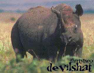 Interrupting Cow Here.